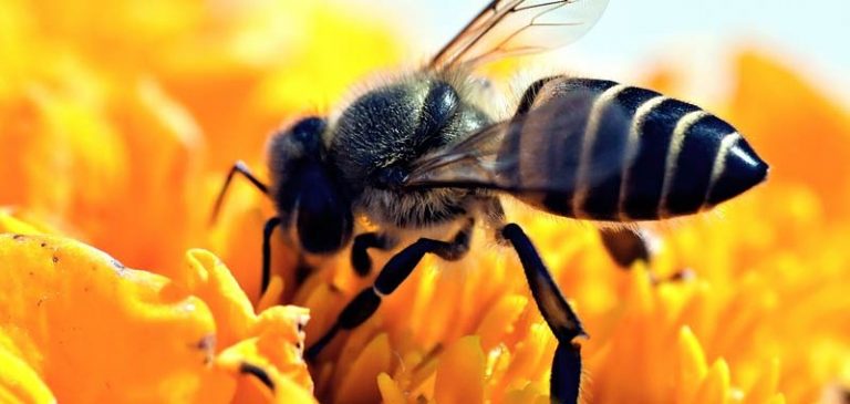 Voi sapete che le api comunicano con la danza