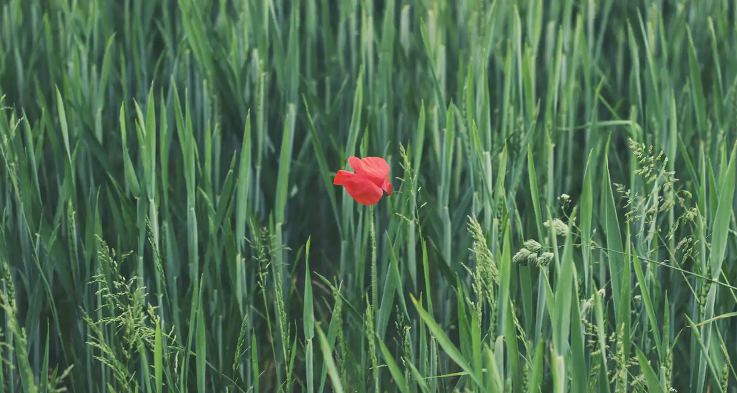 Tutti i simboli del green